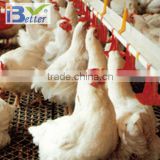BT factory broiler poultry farm equipmentfor sale for broiler chicken