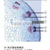 Batang Dikotil Microslides,senior High Schools Prepared Microscope Slides