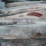 Frozen Stripe Marlin Frozen Fish Red Marlin thumbnail-3