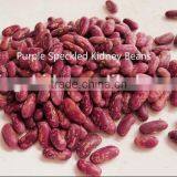 Large Black Speckled Kidney Beans New 2014 , Organic Black Speckled Kidney Beans thumbnail-3