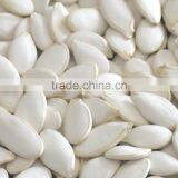 Grade GWS Pumpkin Seeds Kernels for sale