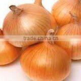 Fresh Onion thumbnail-2