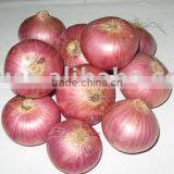 Fresh Onion