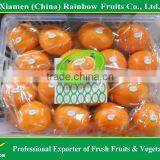 Fresh Navel Orange thumbnail-3