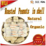 agricultural health food Hot selling organic health snack food roasted peanuts in shell with good taste