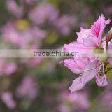 Bauhinia Variegata thumbnail-2
