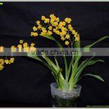 Oncidium Orchid