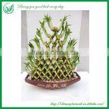 Indoor Decoration Pyramid Shaped Lucky Bamboo Plant thumbnail-2