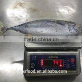 Seafood Supplier Taiwan Bonito 700g up thumbnail-3