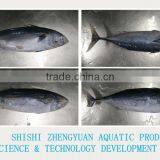 New Fresh Land Frozen Bonito From China thumbnail-2