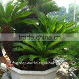 Group Cycas Multi-trunks thumbnail-1