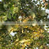 Aegle Marmelos thumbnail-3