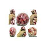 Sell Squeeze Boob Ball thumbnail-1