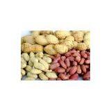 Peanuts in Shell - Professional Manufacturer of Peanut Products thumbnail-1