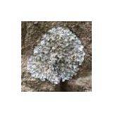 Beard Lichen Extract(sales22at Lgberry Dot Com Dot Cn)