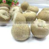 Dried Betel Nut High Quality Big Size