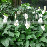 Real Touch Plastic Plant Artificial Spathi Phyllum thumbnail-3