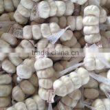 Chinese Garlic for World Market thumbnail-1