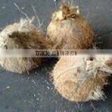 High Quality Fresh Dehusked Coconuts