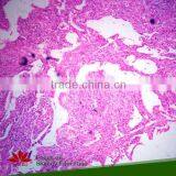 Sales Promotion Medical Prepared Microscope Slide for School