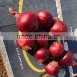 Fresh Red Onions for Sale,onions Fresh 20kg 2016 thumbnail-3