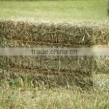 Rhode grass hay, hay for animal, dry hay bale, grass hay bale, Rhode hay bale