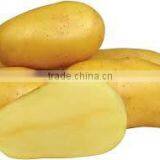 yellow potatoes