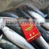 Frozen Pacific Mackerel thumbnail-2