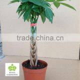 Pachira Aquatica Five Braided 30cm thumbnail-1