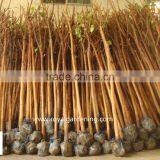 Ficus Religiosa Outdoor Landscaping Trees Dia 5-20cm thumbnail-1