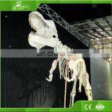 KAWAH High Quality Exvacation Replica Dig Life Size 3d Education Dinosaur Fossil For Sale thumbnail-6