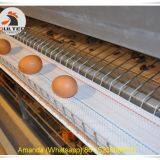 Haiti Poultry Farm Equipment & Chicken Farm Battery Chicken Cage & Layer Cage & Chicken Coop & Hen Coop & Laying Hen Cage in Chicken House