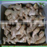 (HOT ) All Air Dry yellow ginger 250g up from shandong to Europe Market