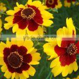 Sanvitalia ,Coreopsis , Flower Seeds , Herb Seed,vegetalbe Seed,fruit Seed,grass Seed thumbnail-5