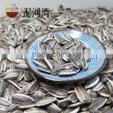Sunflower Seeds for American Type 5009 With Best Quality thumbnail-2