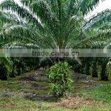 Very Good Ivory Coast Palm Oil thumbnail-1