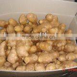 Organic Fresh Ginger thumbnail-1