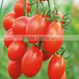 Hybrid Indeterminate type Cherry tomato seeds for growing-Super Pink Baby