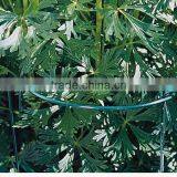 Garden Wire Tomato Supports thumbnail-4