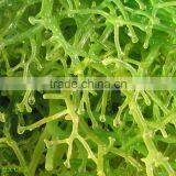 Humic Acid+Amino Acid Granular thumbnail-2