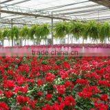 Flower Growing Multi Span Glass Greenhouse thumbnail-1