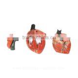 Vivid Human Organs Body Anatomy Heart Model thumbnail-3