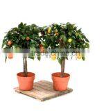 Fake Orange Mini Bonsai,fake Fruits Trees for Sale thumbnail-1