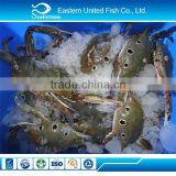 Wholesale Food Frozen 3-Spot Crab thumbnail-1