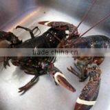 Live Canadian Lobster thumbnail-1