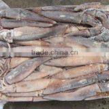 Frozen Squid(all Size)fish thumbnail-1