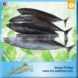 Carton or Woven Bag Packed Fat Content 16%-18% Bonito Fish Price thumbnail-2