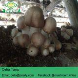 Blazei Mushroom thumbnail-3