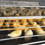 Benin Chicken Farm H Type Automatic Chicks Cage & Pullet Cage in Brooding Room