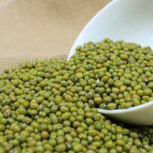 Mung Bean thumbnail-1